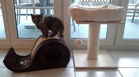 Hier wird man ebenfalls nicht besser beraten. Die besten kleinen Kratzbäume für Katzen: Testsieger 2016