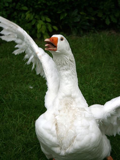 Most regional surveys show that canada goose numbers are either increasing or stable, but overall they are at unprecedented numbers. Guard goose - Wikipedia