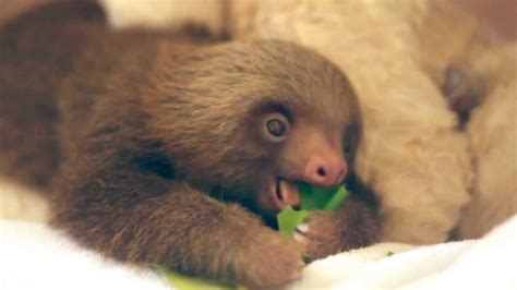 A Baby Sloth Eating An Almond Leaf Youtube