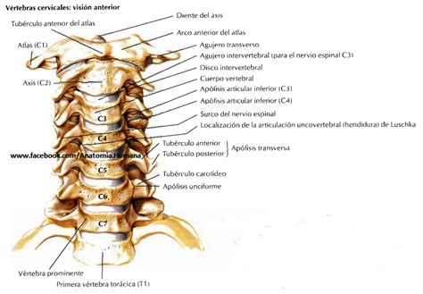 Cebra Emigrar Personificación Anatomia De Las Vertebras Cervicales
