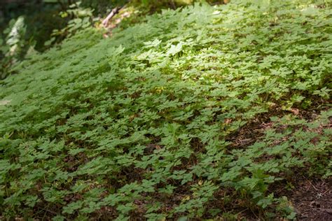 Invasive Ground Cover Pacific Northwest Ground Cover And Shrubs