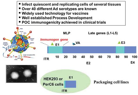 Cancers | Free Full-Text | Emerging Cancer Vaccines: The Promise of