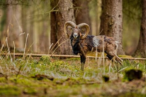 Free Photo Big European Moufflon In The Forest Wild Animal In The