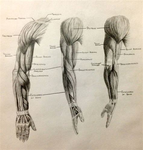 Arm Muscles By Ronbirdart On Deviantart