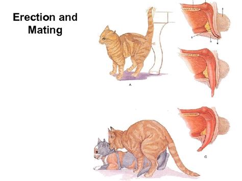 Reproduction In The Canine And Feline Animal Sciences