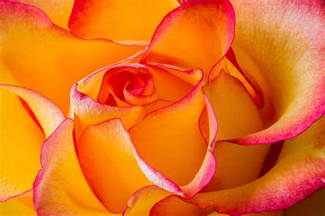 Two Toned Rose Photograph By Gunther Schabestiel