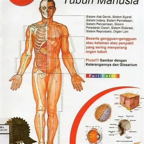 Poster Anatomi Manusia Dan Alat Alat Tubuh Gambar Dinding Shopee Free