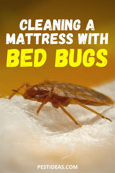 This common pest once associated with unhygienic surroundings bed bugs need to feed on the blood of a human host. How to Get Rid of Bed Bugs in a Mattress