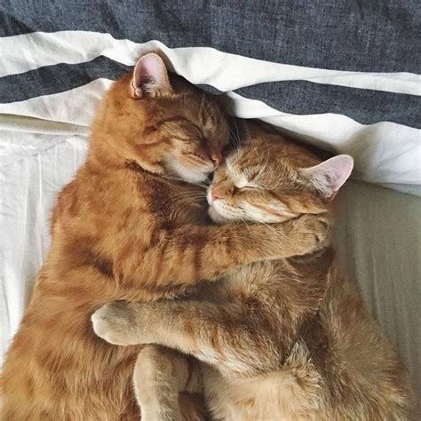 Pin By 𝖆 On Headers In 2020 Cat Cuddle Cute Cats Cute Animals