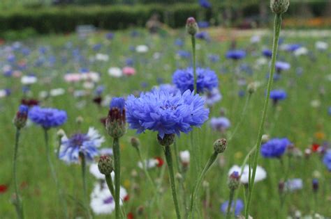 Cornflower Centaurea Cyanus Blue Boy Flowers Premier Seeds Direct Ltd