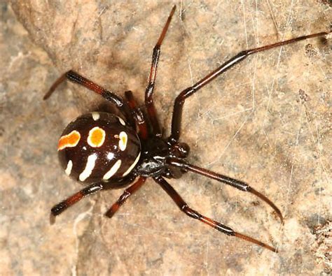 How poisonous are black widows? Northern Black Widow - Latrodectus variolus - male ...