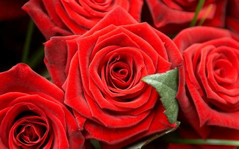Romantique Roses Rouges Fonds Décran 1440x900 Fonds Décran De Téléchargement Frbest