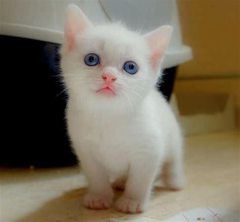 Cat cremation is a popular choice for memorializing your pet. Silicon Valley Animal Shelter Offers Free Kitten Rentals