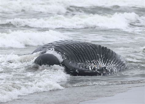 7th Dead Whale Washes Up At Jersey Shore Calls To Stop Offshore Wind
