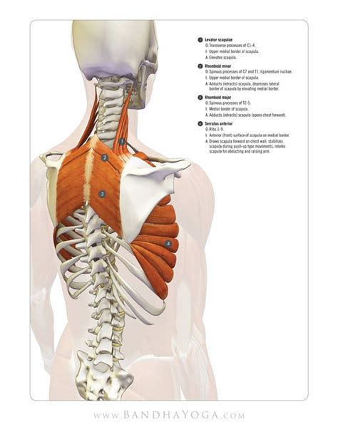 In this video we'll explore the muscles and functions of the shoulder girdle (pectoral girdle). Scapulothoracic Muscles - This image is from the 'Anatomy Index' in the 'Yoga Mat Companion ...