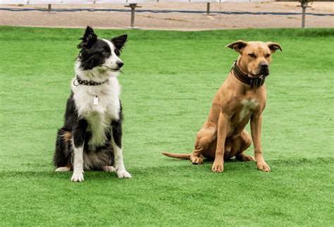 Border Collie Mix Breeds Guía Completa Descubre El Mundo Animal