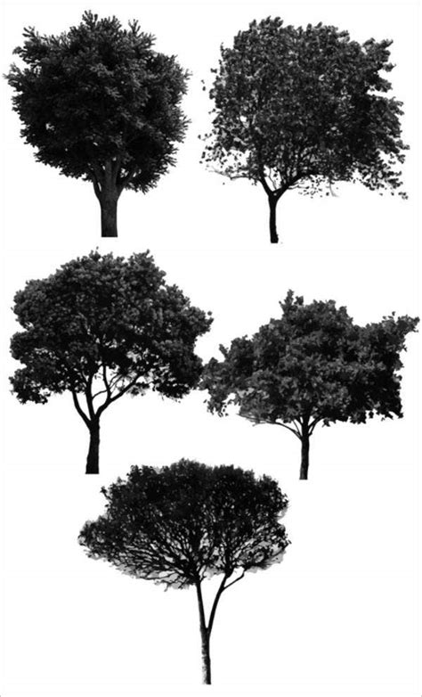 .plan, photoshop brushes, architecture trees library, tree top view plan png, pine trees, architectural brush, tree leaves, people plan view, roots trees shutterstock.com 10% off on monthly subscription plans with coupon code afd10. Tree Brushes - 10+ Free PSD, Vector AI, EPS Format ...