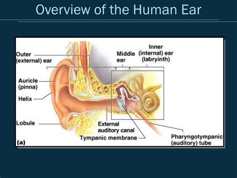 Ppt Applied Psychoacoustics Lecture 1 Anatomy And Physiology Of The