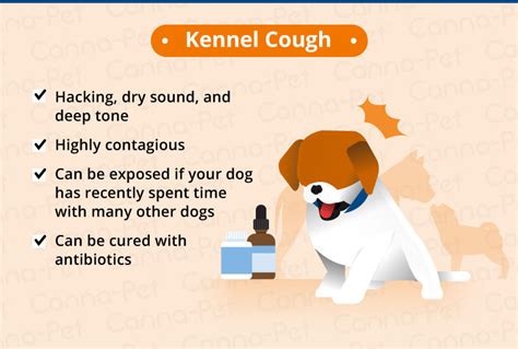 Your vet just told you it could be a food allergy. Dog Coughing: Causes & Natural Remedies | Canna-Pet