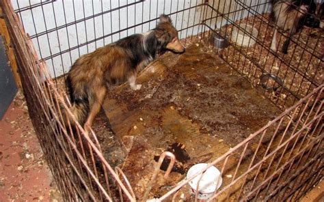 Nearly 100 Animals Rescued In Animal Cruelty Case Tippah News