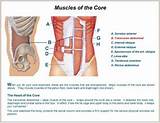 Core Muscles List Photos