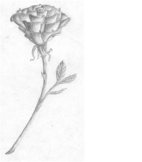 A Rose By Any Other Name By Originalchocothunda On Deviantart