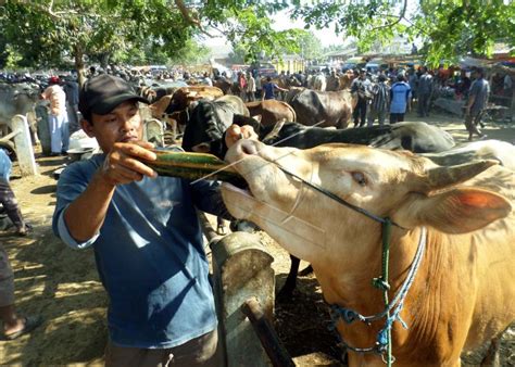 Sapi Kurban | ANTARA Foto