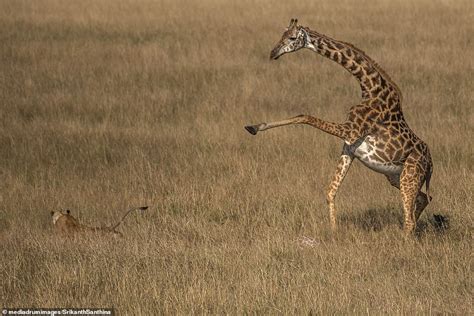 Mother Giraffe Tries In Vain To Defend Its One Day Old Calf From A
