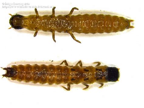 Larva De Coleoptera Biodiversidad Virtual Invertebrados