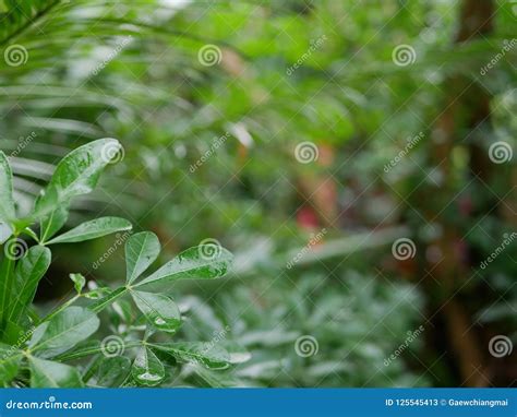 Selective Focus Of Refreshing Green Leaves After Rain Stock Image