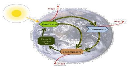 Biogeochemical Cycles Qs Study