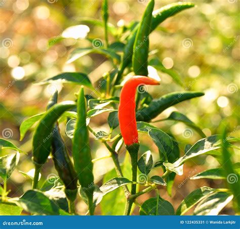 Spicy Chili Planting In The Garden Stock Image Image Of Ingredient