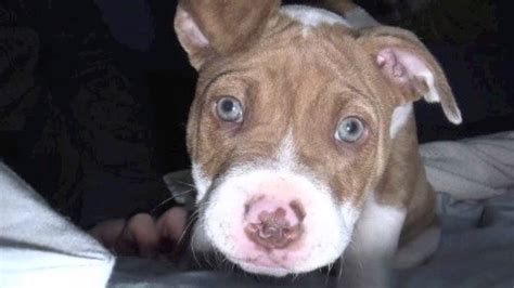 The Cutest Pit Bull Puppy In The World Youtube