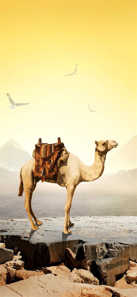 Top More Than 78 Camel Wallpaper Vn