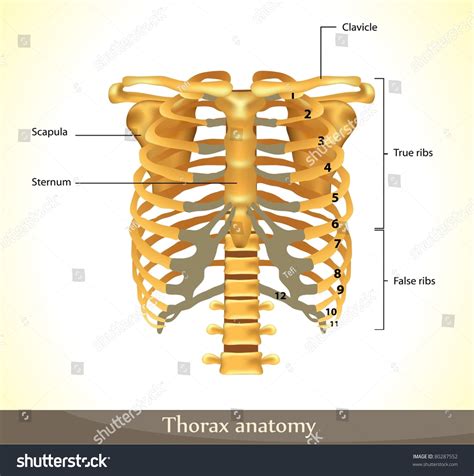 Thorax Anatomy Detailed Illustration Stock Vector Royalty Free 80287552