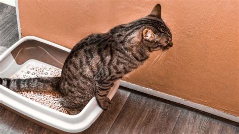 Is Your Cat Pooping Outside Litterbox Cattipper