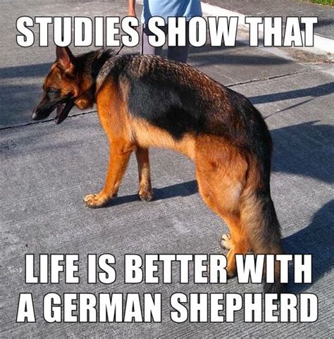 The German Shepherd Ares Best Dog Photos Cute Dog Photos Funny Dog
