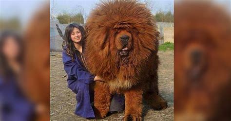 10 Of The Biggest Dogs You Will Ever See