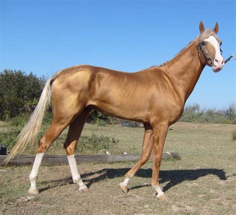 Akhal Teke Horse Info Colors Temperament History Pictures