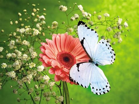 White Butterfly Wallpapers 10983 Wallpaper Walldiskpaper