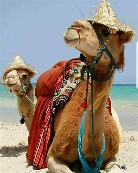 Camels Camel Milk Camel Coat Camel Coat Outfit Camel Leather Couch