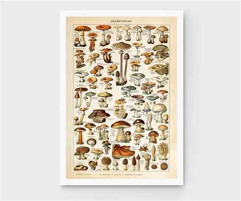 Mushroom Poster Mushroom Variety Print Food Chart Kitchen Etsy
