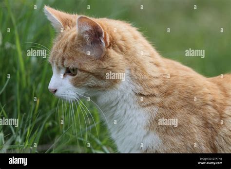 Domestic Cat Hunting In Grass Stock Photo Alamy