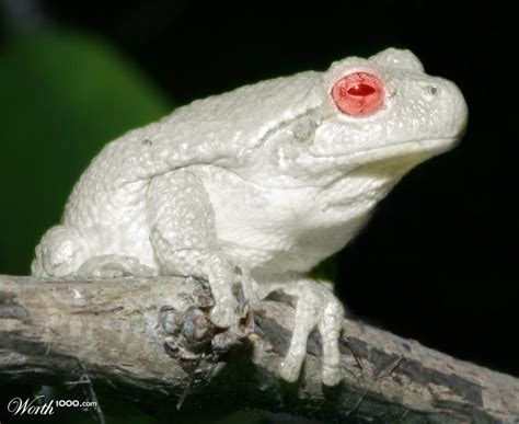 Albino Frog Worth1000 Contests Albino Animals Animals Frog