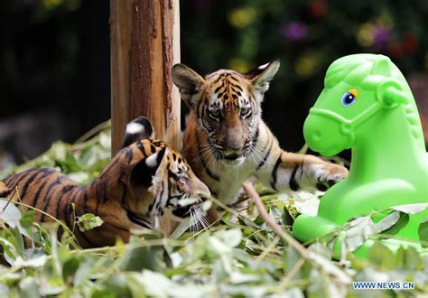 100 Day Birthday Celebrated For Twin Cubs Of South China Tiger In