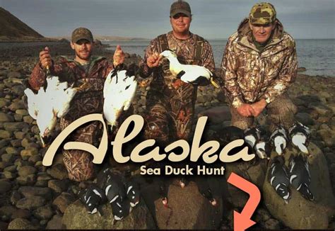 Alaska Sea Duck Hunting Four Flyways Outfitters