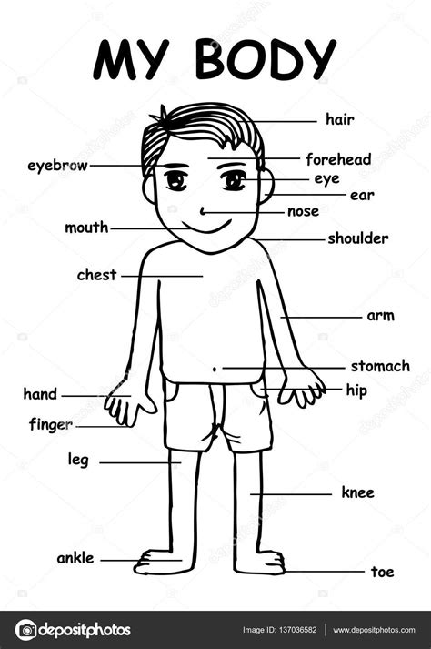 Drawing Of Human Body And Label Bornmodernbaby