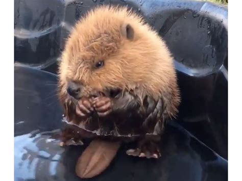 Baby Beaver Bathing In A Kiddie Pool At Alberta Wildlife Rescue