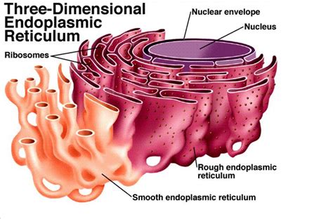 Endoplasmic Reticulum A System Of Membranes That Is Found In A Cells