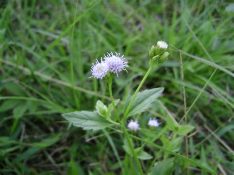 Memang banyak dijumpai di dalam kawasan semak, di kawasan ladang atau pada tanah terbiar. TENGOKU NO SHIZEN : Zassou - Weeds